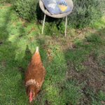 Two Peas in a Podcast