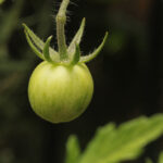 Two Peas in a Podcast