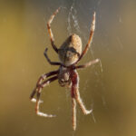 Two Peas in a Podcast