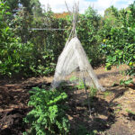 Two Peas in a Podcast