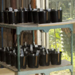 Two Peas in a Podcast