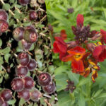 Two Peas in a Podcast