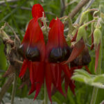 Two Peas in a Podcast