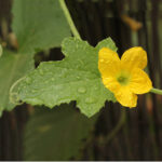 Two Peas in a Podcast