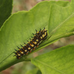 Two Peas in a Podcast