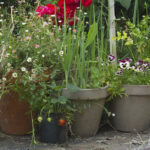 Two Peas in a Podcast