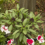 Two Peas in a Podcast