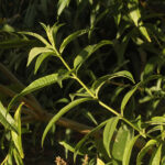 Two Peas in a Podcast